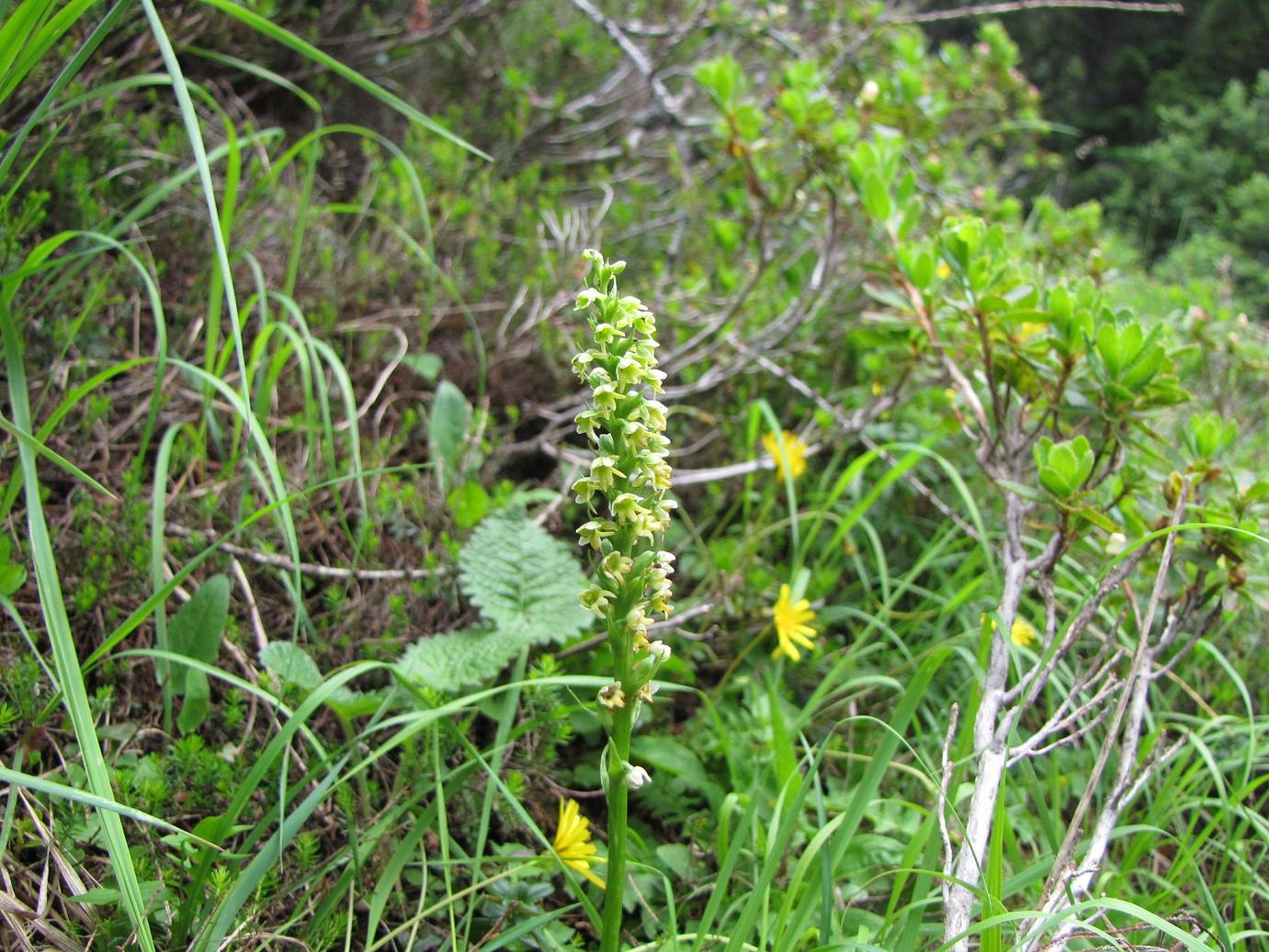 Pseudorchis albida